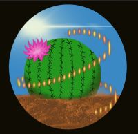 Duncan McLean - Cactus (Digital)